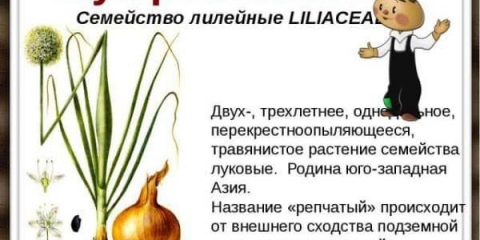 Kada saditi luk u jesen prije zime